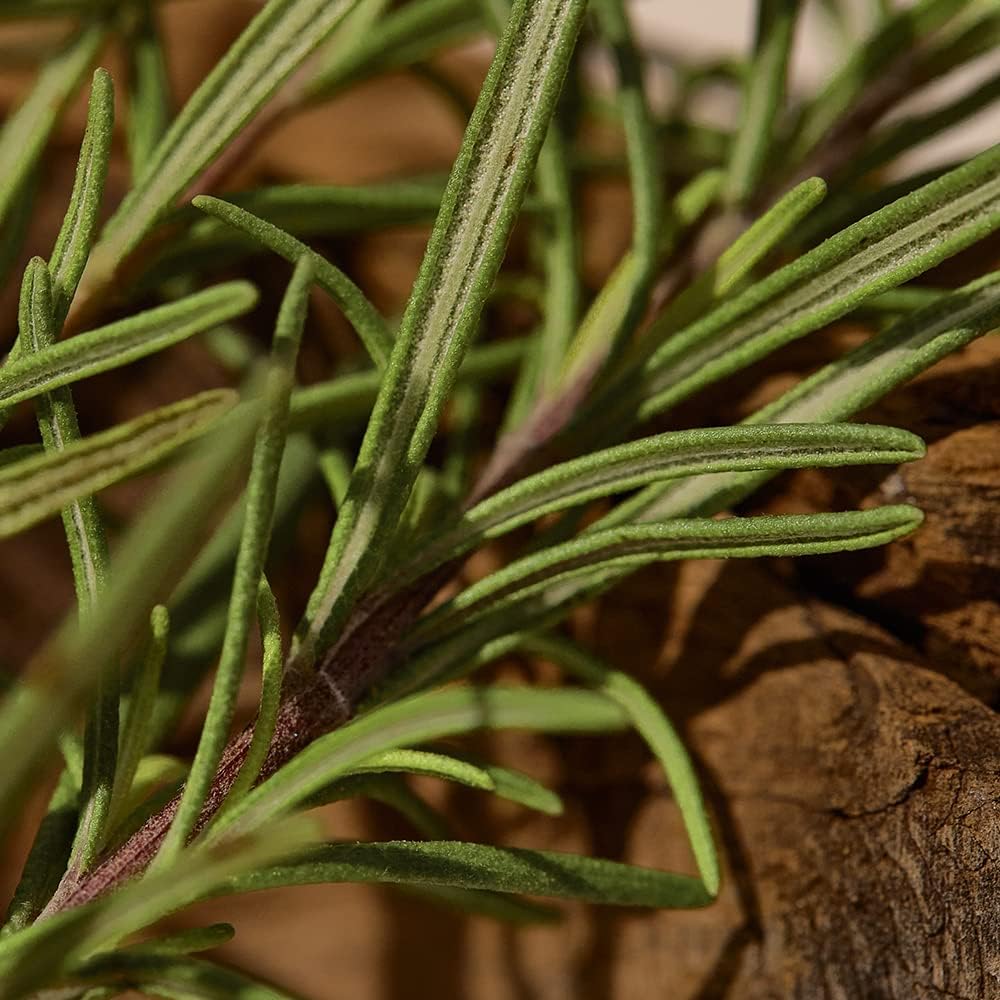 61g43rRrBdL._AC_SL1000_ 61g43rRrBdL._AC_SL1000_